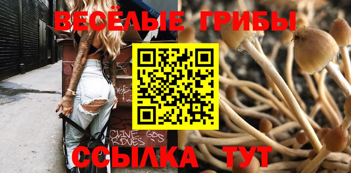 Псилоцибиновые грибы прущие грибы  Вход с VPN  Дюртюли  Псилоцибиновые грибы Psilocybe 